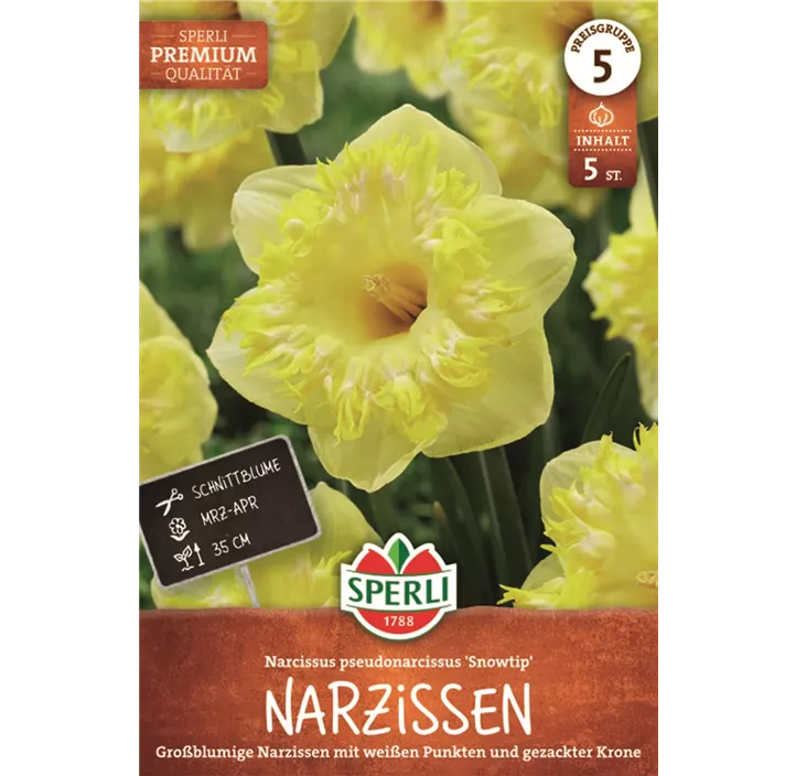 Narzissen Snowtip
