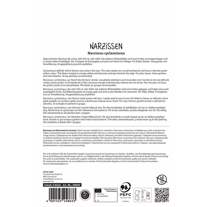 Alpenveilchen-Narzisse 'Terry'