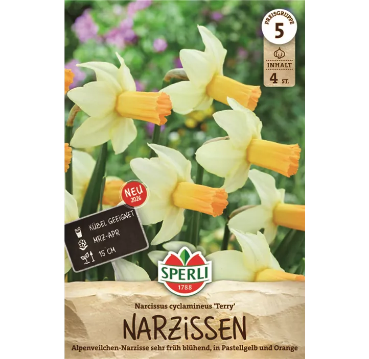 Alpenveilchen-Narzisse 'Terry'