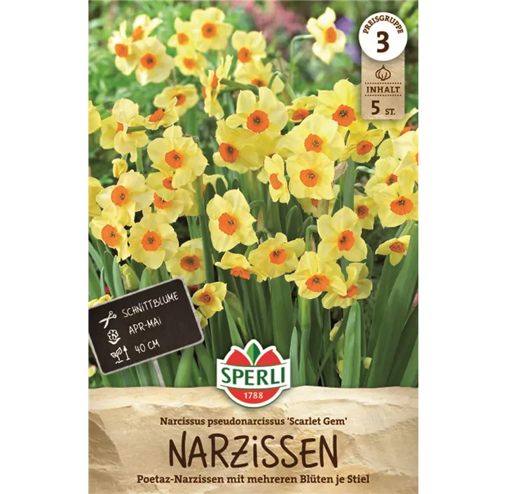 Tazetten-Narzisse 'Scarlet Gem'