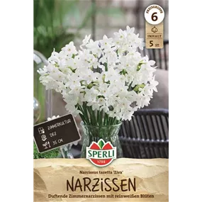Narcissus tazetta Ziva