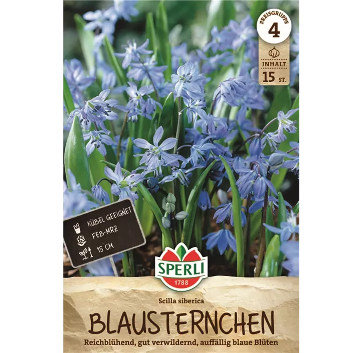 Sibirischer Blaustern