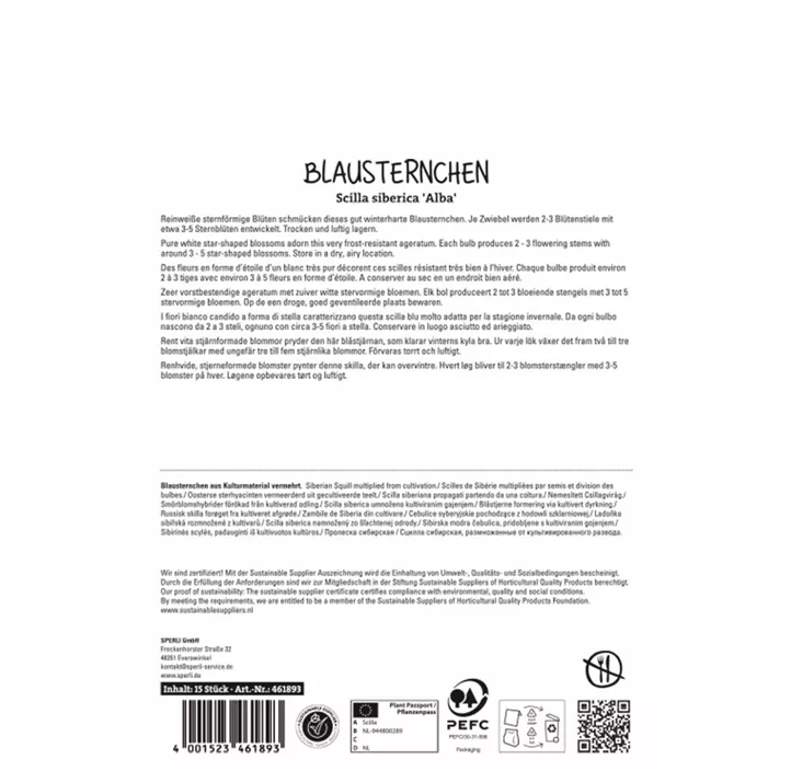 Sibirischer Blaustern 'Alba'