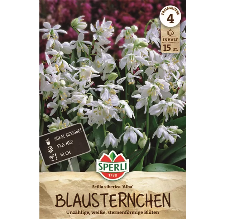 Sibirischer Blaustern 'Alba'