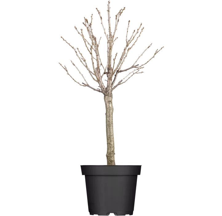 Zwergkirsche 'Roter Zwerg'