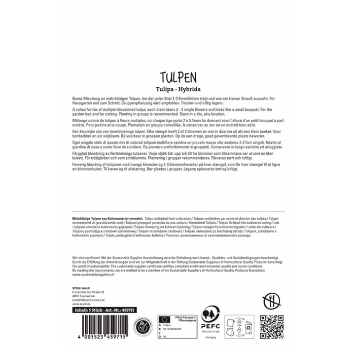 Tulpe