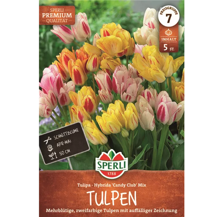 Tulpe