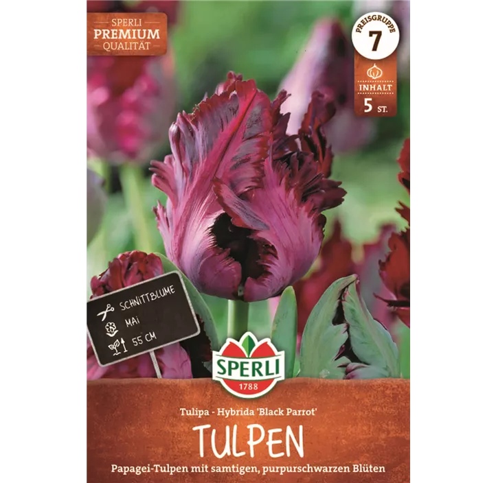 Papageien-Tulpe 'Black Parrot'