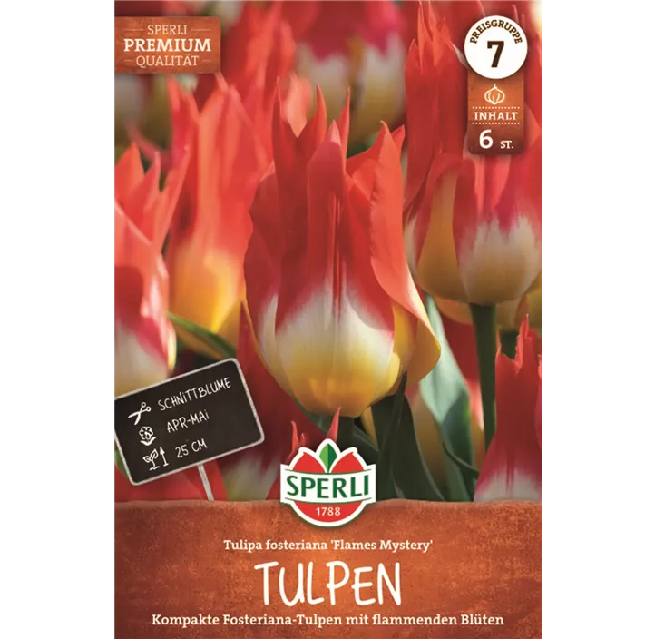 Tulpen Flames Mystery