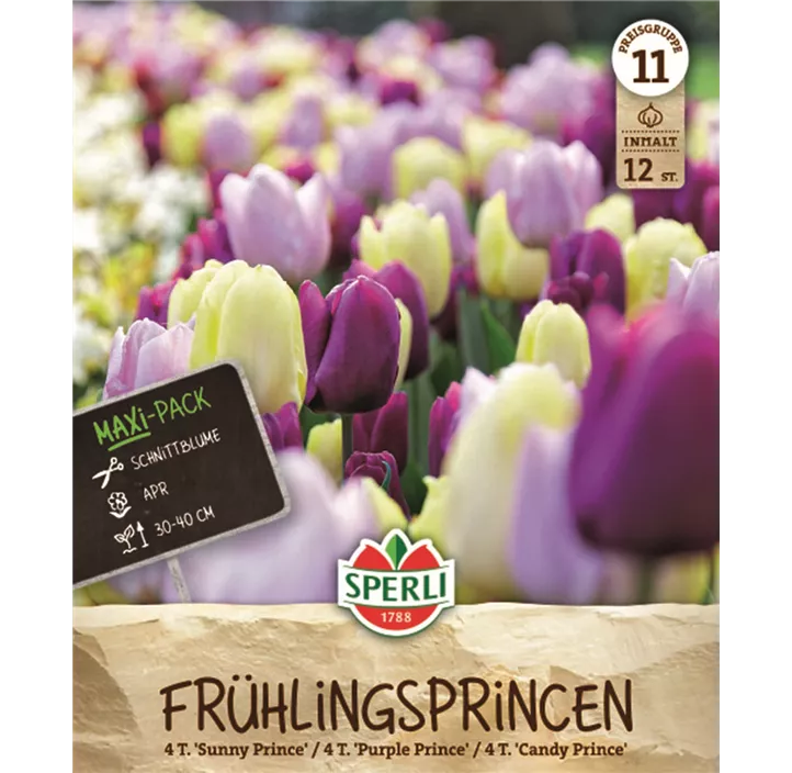 Tulpen Frühlings-Princen