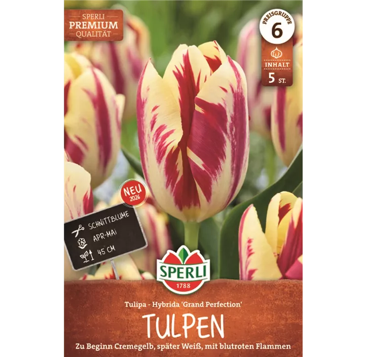Tulpe 'Grand Perfection'