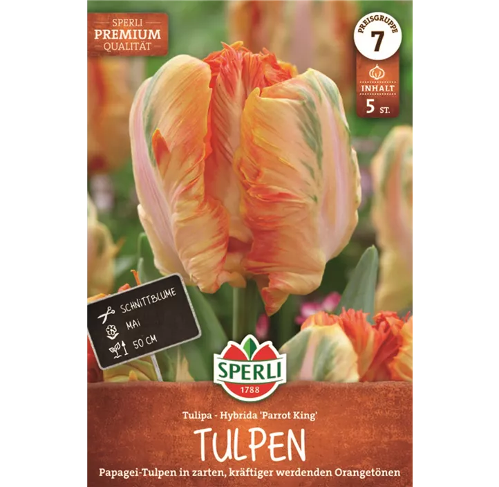 Papageien-Tulpe 'Parrot King'