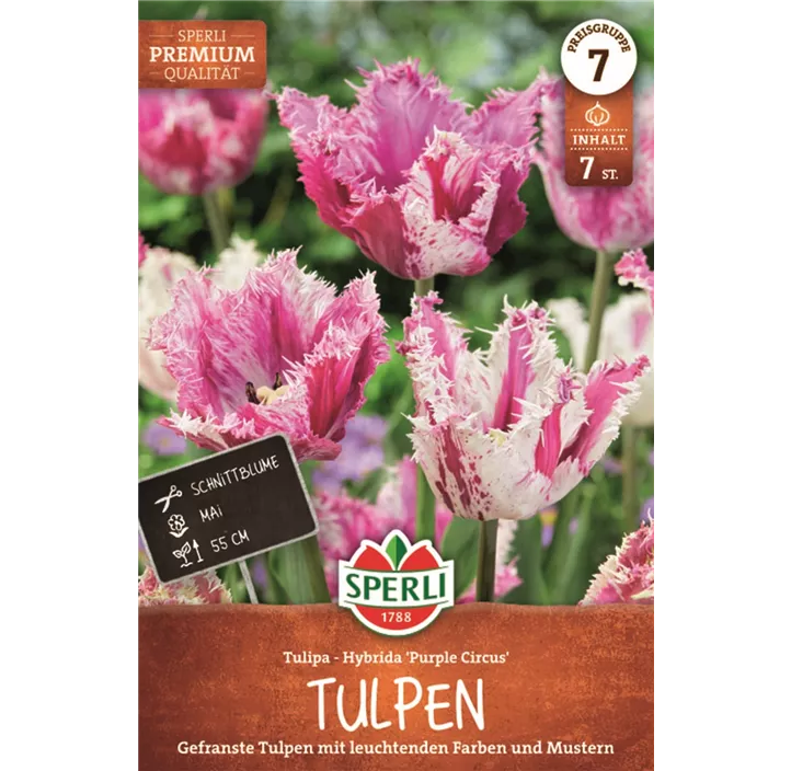 Gefranste Tulpe 'Purple Circus'