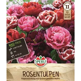 Tulipa hybrids Rosentulpen Mix