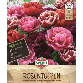 Tulipa hybrids Rosentulpen Mix