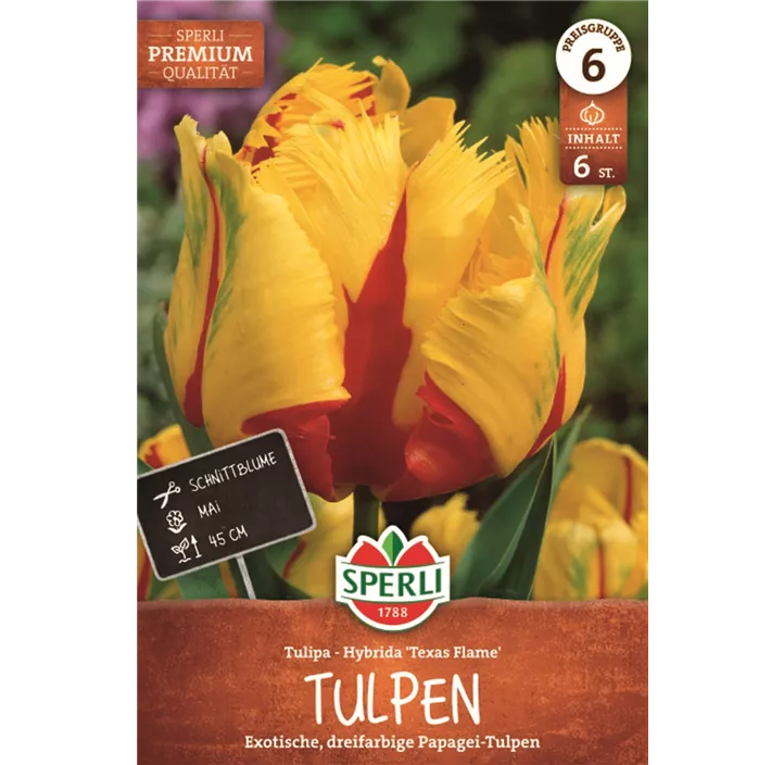 Papageien-Tulpe 'Texas Flame'