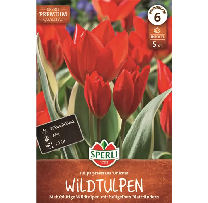 Wild-Tulpe 'Unicum'