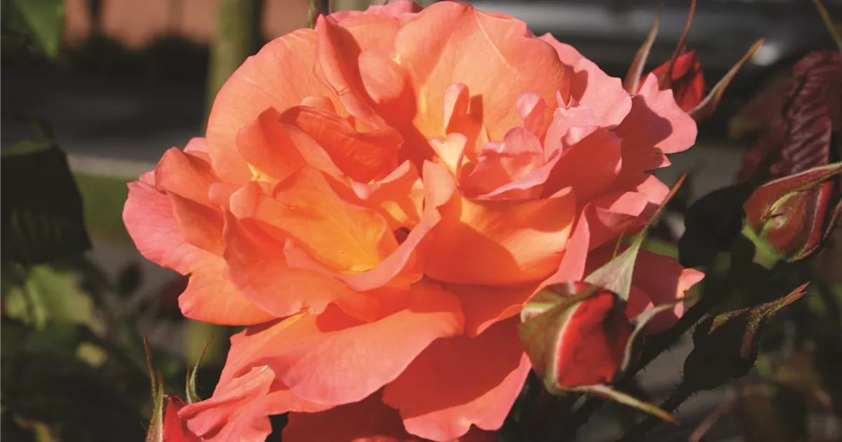 Rosa Westerland, Strauchrose 'Westerland' - Bellaflora