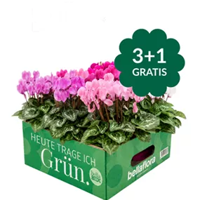 Cyclamen persicum