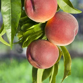 Prunus persica Mamie Ross Prunus persica Mamie Ross