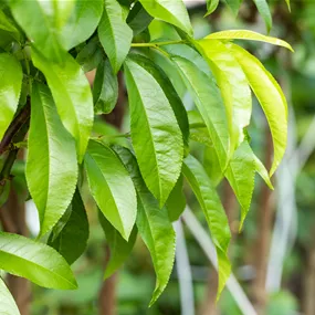 Prunus persica Kernechter vom Vorgebirge Prunus persica Kernechter vom Vorgebirge