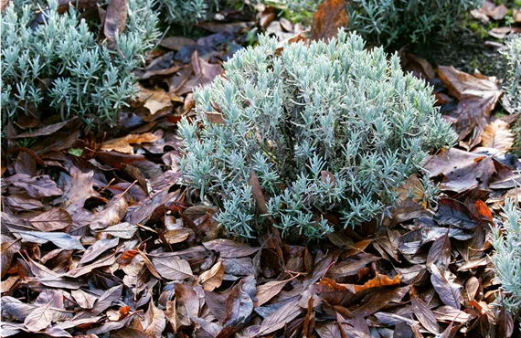 Laub als Frostschutz Laub als Frostschutz