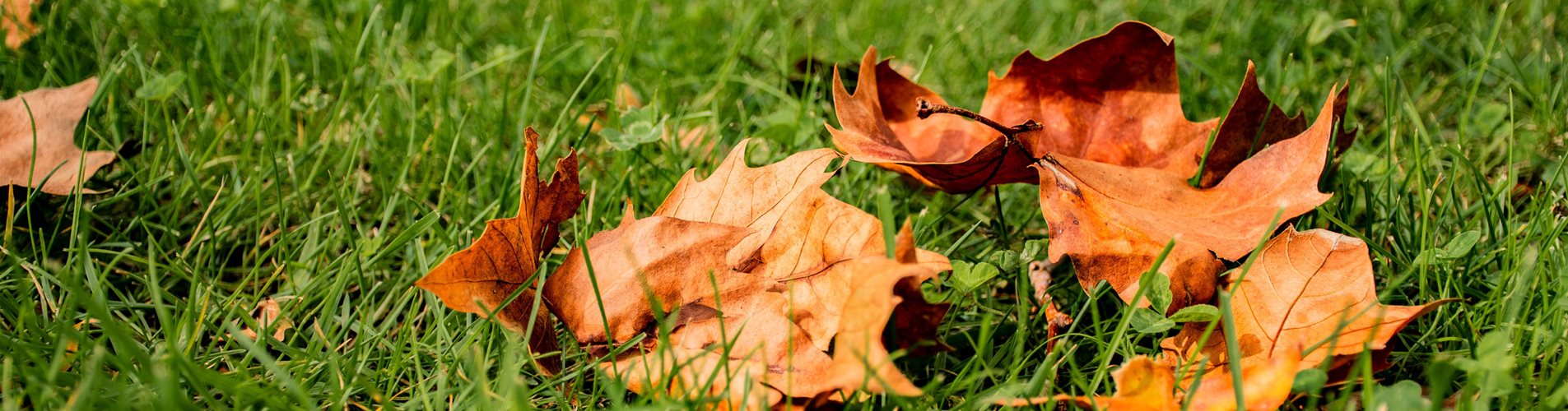 Rasenpflege im Herbst Header Rasenpflege im Herbst Header