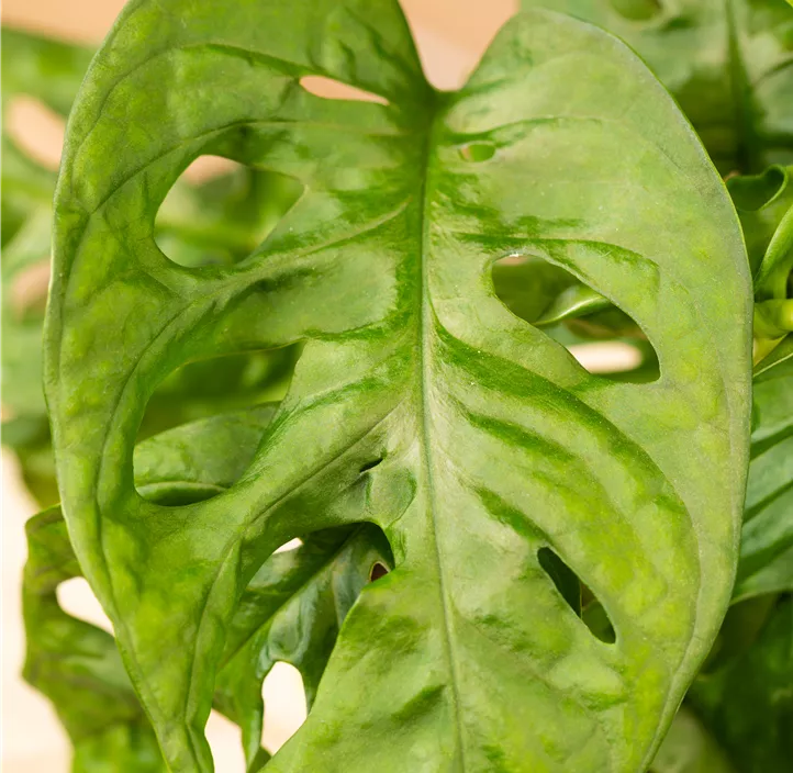 Fensterblatt 'Monkey Leaf'