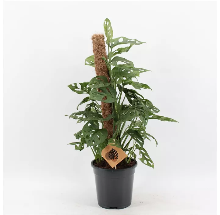 Fensterblatt 'Monkey Leaf'