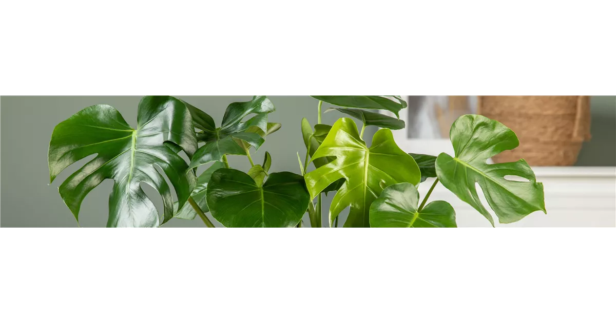 lighting for growing plants String Led Grow Light for Greenhouse (US/CA ONLY)