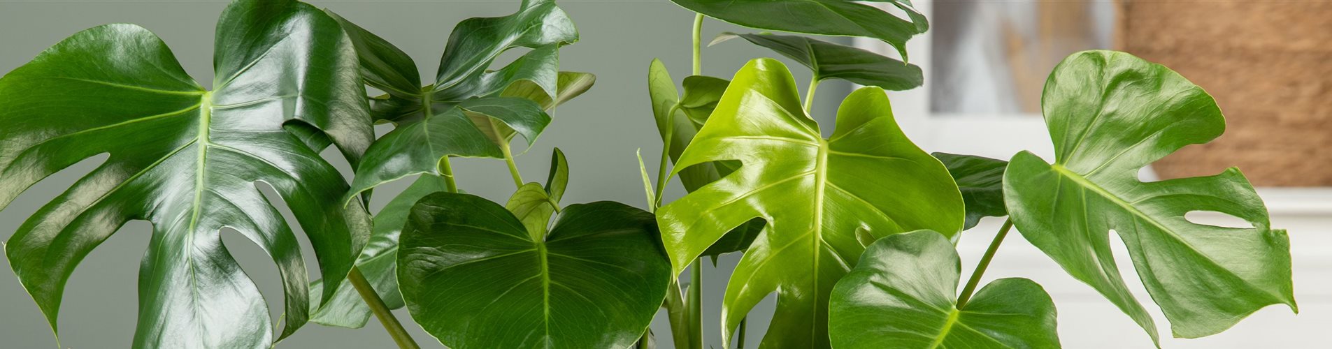 Monstera 'Deliciosa'