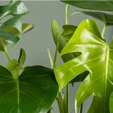 Unser bellaflora Blog