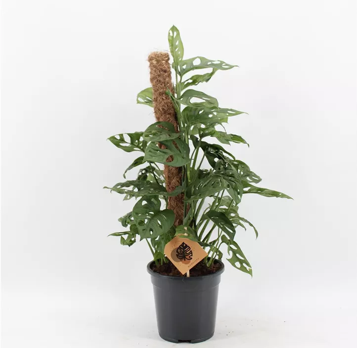 Fensterblatt 'Monkey Leaf'