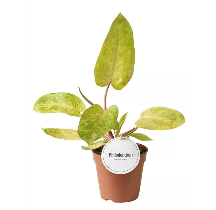 Philodendron 'Painted Lady'