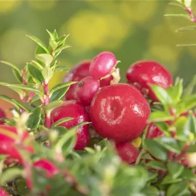 Gaultheria mucronata rot