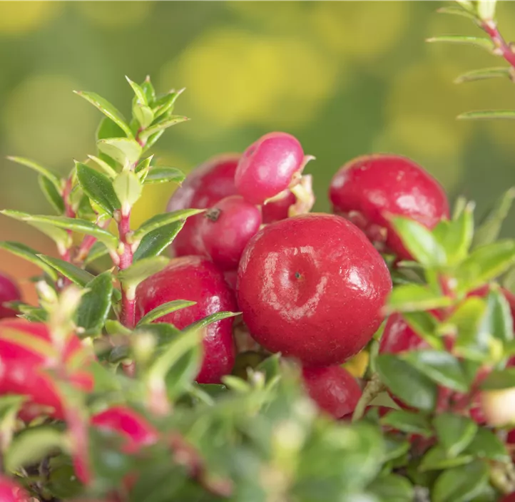 rote Torfmyrte