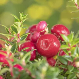 Gaultheria mucronata rot