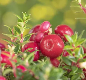 Gaultheria mucronata rot