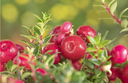 Gaultheria mucronata, rot