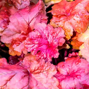 Heuchera Hybriden 'Fire Alarm'