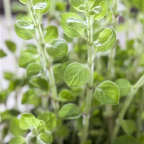 Origanum vulgare Purple & Pink
