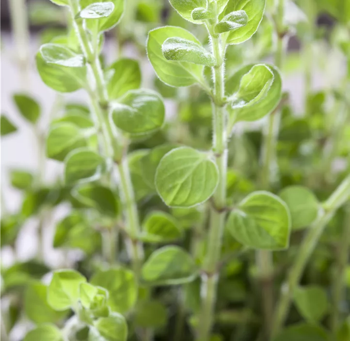 Oregano 'Hopley´s Purple'