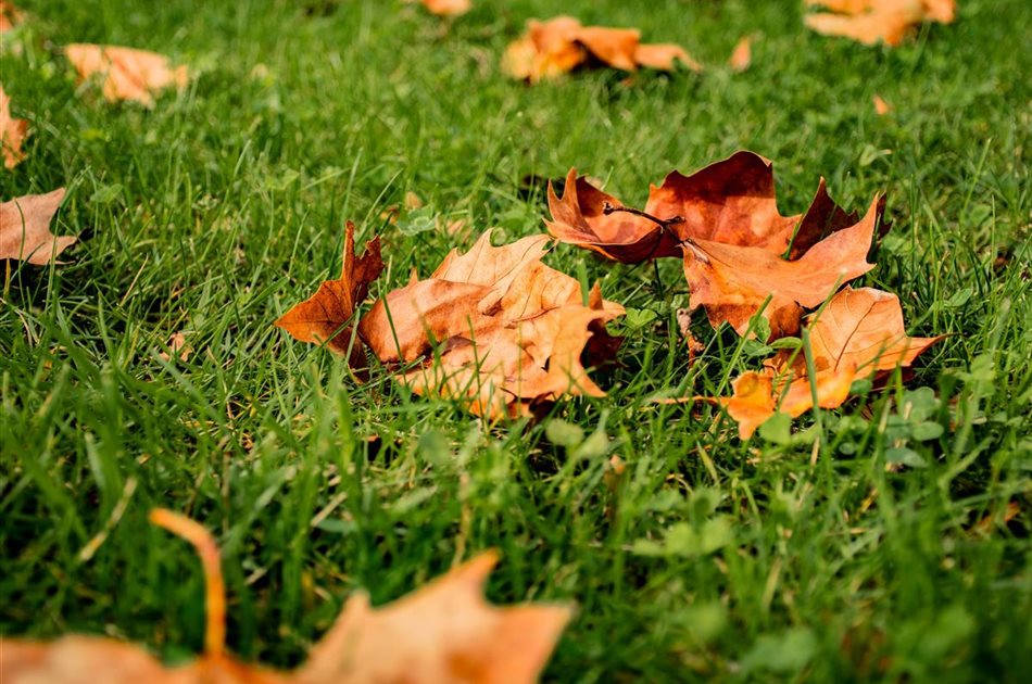 Rasenpflege im Herbst Rasenpflege im Herbst