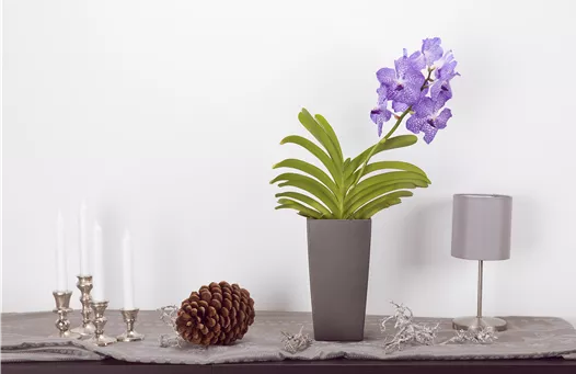 Vanda, lila