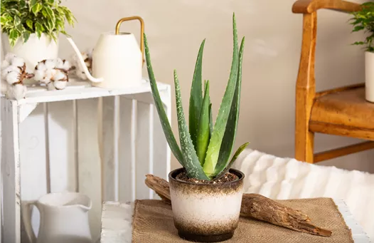 Aloe Vera 