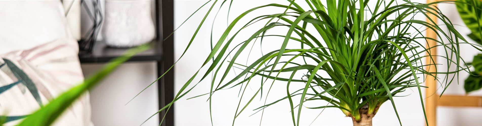 Beaucarnea recurvata Beaucarnea recurvata