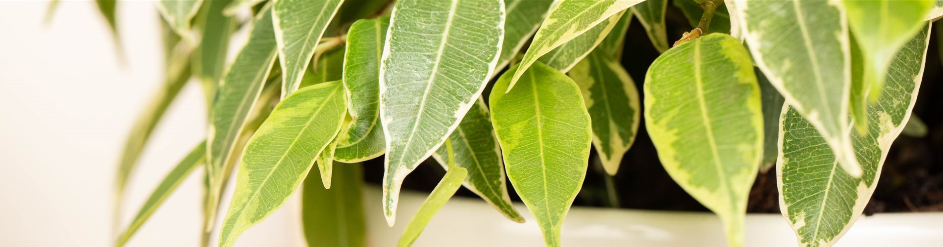 Ficus benjamina 'Lovely' Ficus benjamina 'Lovely'
