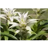 bellaflora Gartencenter GmbH