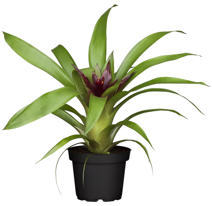Bromelie