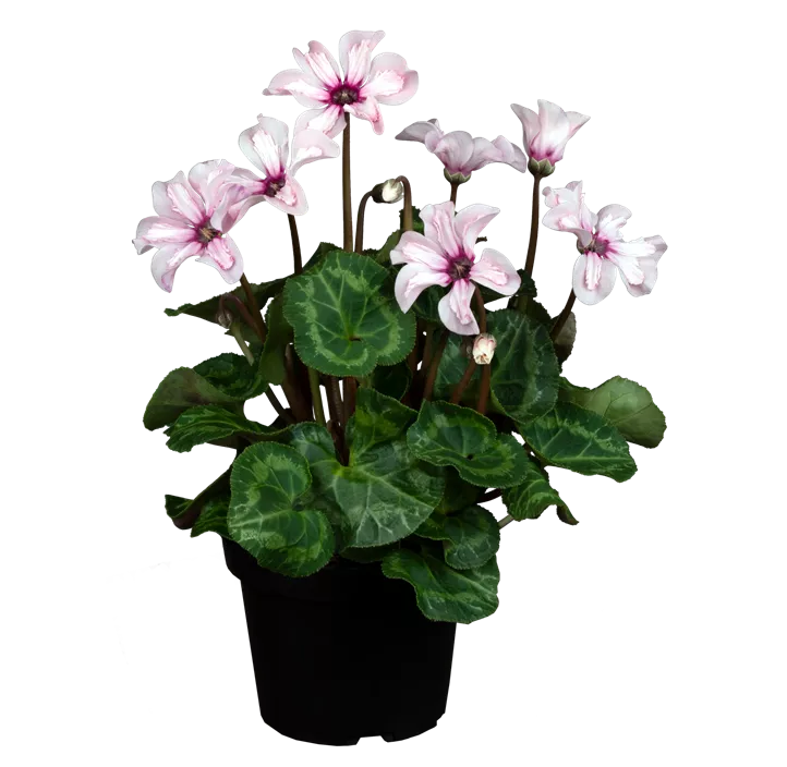 Alpenveilchen 'Illusia'®